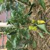 images/ovodakert/IMG_5512.jpeg